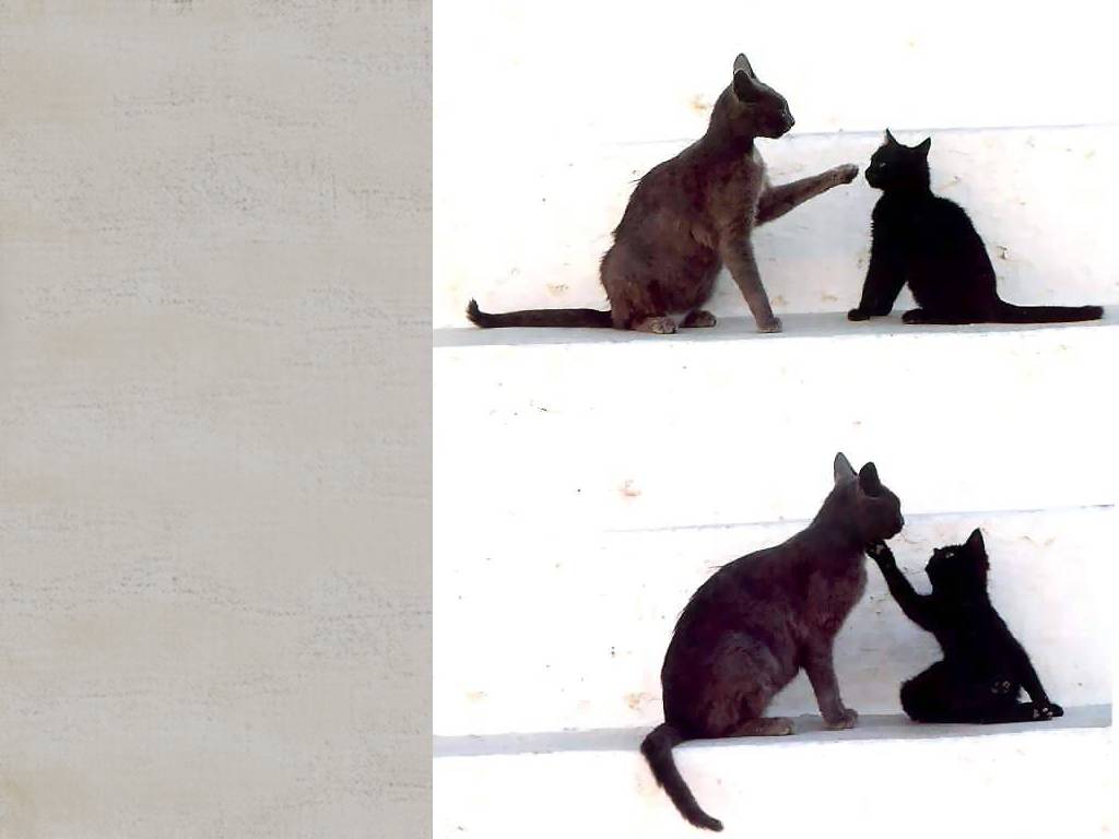 Gatti (206)